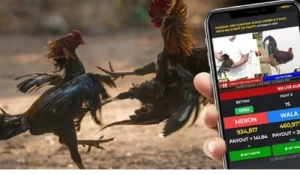 Sabong Betting with betvisa – The Ultimate Guide