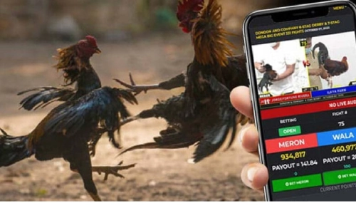 Sabong Betting with betvisa – The Ultimate Guide